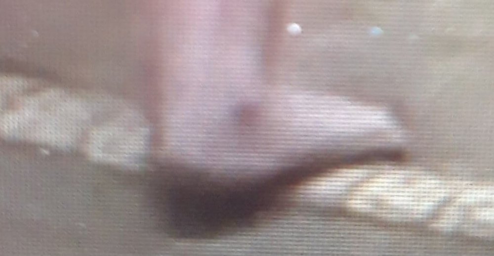 tochi.thumb.jpg.604f58c9dc7fd8adcaf13e0d0776bf8a.jpg